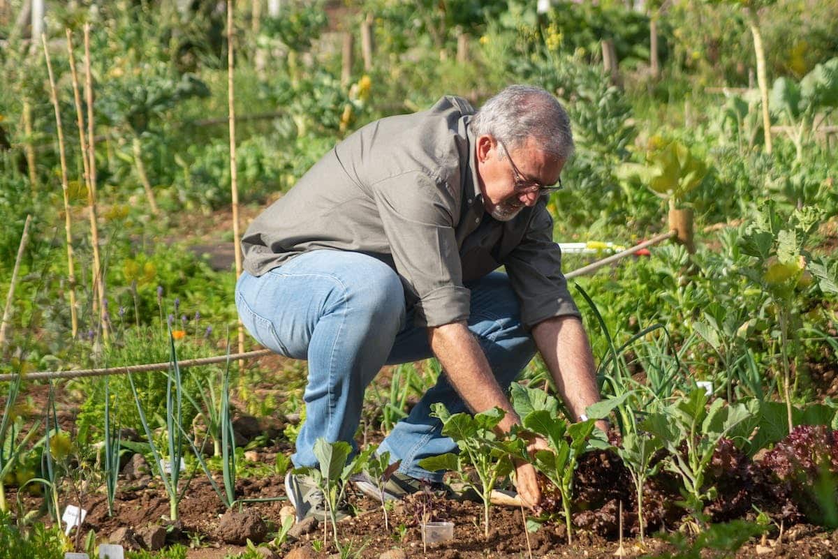 jardin légumes