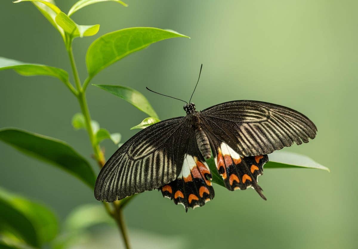 papillons plantes