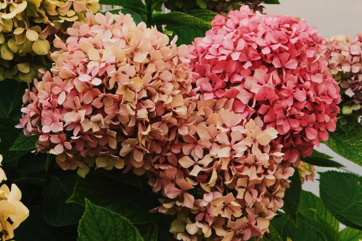 hortensias rouges