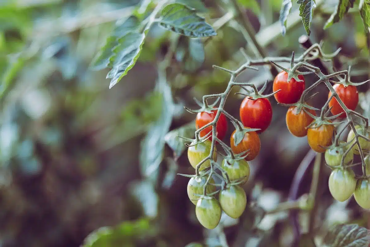 cultiver tomates
