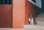 dog sitting on stairs