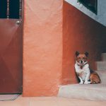 dog sitting on stairs