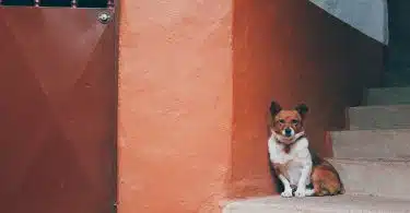 dog sitting on stairs