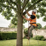 Élagueur professionnel en tenue de sécurité grimpant dans un chêne dans un jardin résidentiel à Nantes