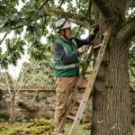 Élagueur professionnel sur échelle en train de tailler une branche de chêne dans un jardin résidentiel avant établissement d'un devis d'élagage