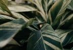 Apportez de la magie à votre intérieur avec la plante serpent