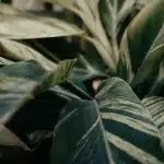 Apportez de la magie à votre intérieur avec la plante serpent
