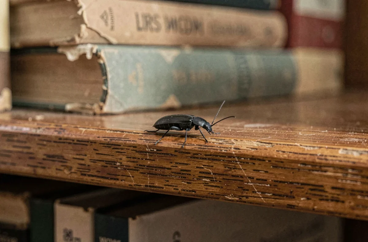 Petite bestiole noire sur une étagère en bois d'un salon, insecte domestique commun identifiable