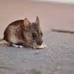 Pourquoi faire appel à une entreprise de lutte contre les nuisibles pour sa maison ?