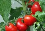 Qu'est-ce qu'une variété de tomates précoces ?