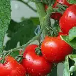 Qu'est-ce qu'une variété de tomates précoces ?