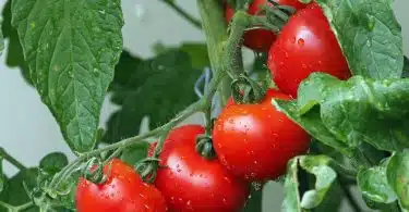 Qu'est-ce qu'une variété de tomates précoces ?