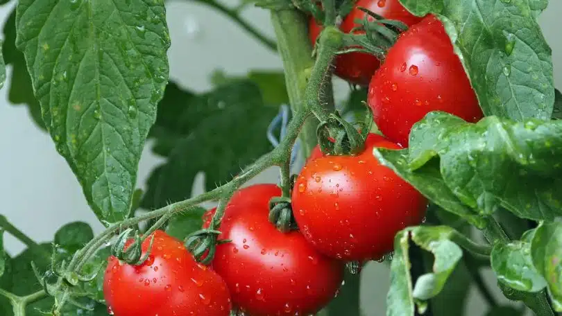 Qu'est-ce qu'une variété de tomates précoces ?