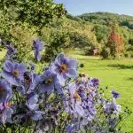 Réalisez le jardin de vos rêves grâce à un magazine en ligne de déco et jardin !