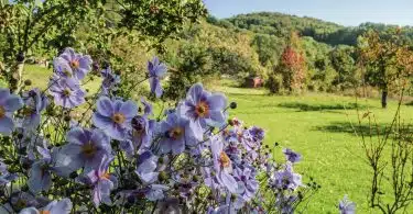 Réalisez le jardin de vos rêves grâce à un magazine en ligne de déco et jardin !