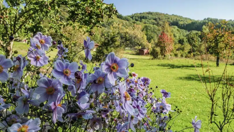 Réalisez le jardin de vos rêves grâce à un magazine en ligne de déco et jardin !